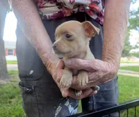 YouPick, a male Chihuahua for sale in West Plains, MO – 9 of 10