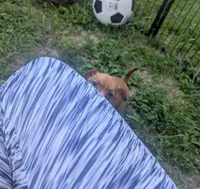 heterochromia!, a male Chihuahua for sale in West Plains, MO – 4 of 8