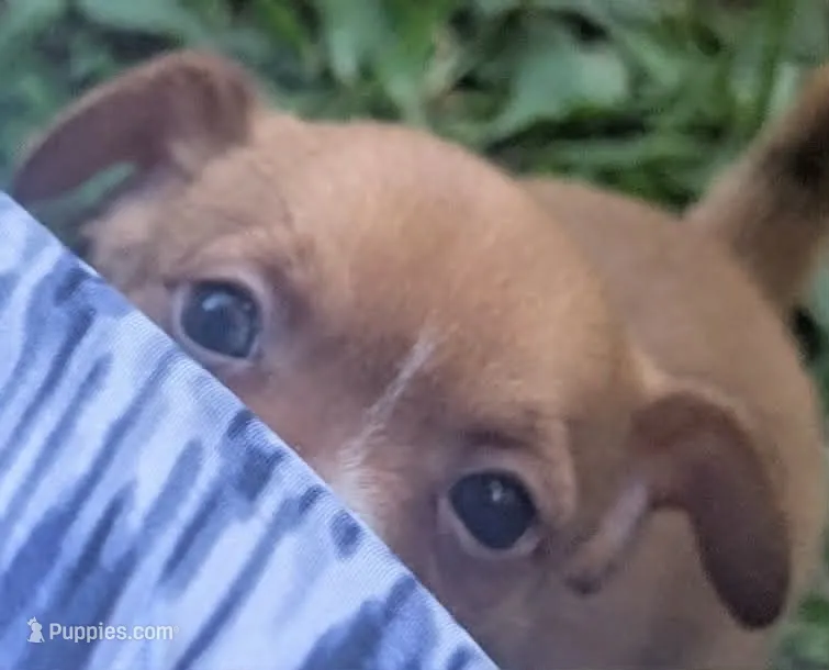 heterochromia!, a male Chihuahua for sale in West Plains, MO – 1 of 8