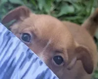 heterochromia!, a male Chihuahua for sale in West Plains, MO – 1 of 8