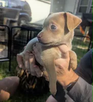 Someday, a male Chihuahua for sale in West Plains, MO – 3 of 10