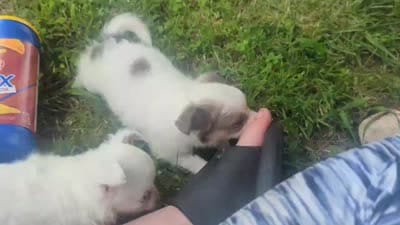 Long-hairedGirlie, a female Chihuahua for sale in West Plains, MO – 9 of 10