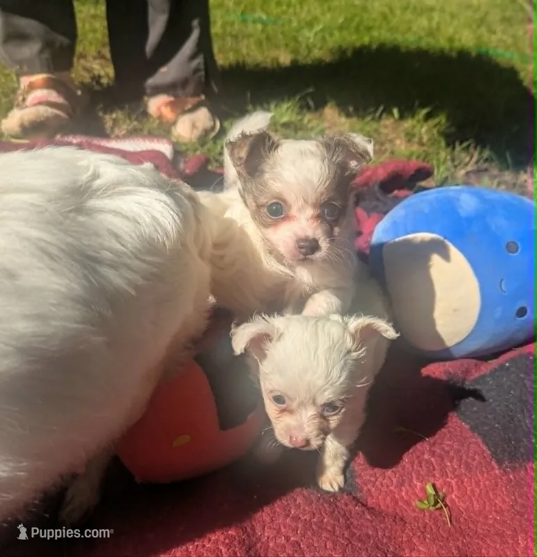 NowOrNever – Chihuahua puppy for sale in West Plains, MO
