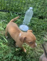 UpToYou, a male Chihuahua for sale in West Plains, MO – 4 of 6