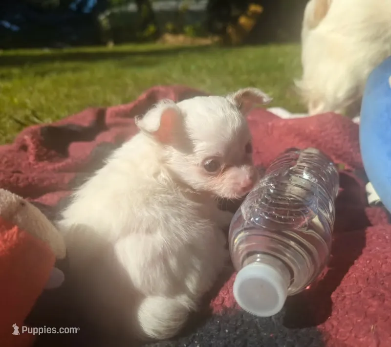 ALittleBit – Chihuahua puppy for sale in West Plains, MO