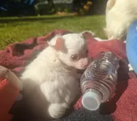 ALittleBit, a female Chihuahua for sale in West Plains, MO – 1 of 10