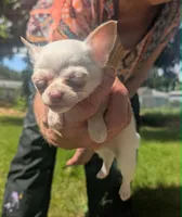 Up2You, a male Chihuahua for sale in West Plains, MO – 7 of 9