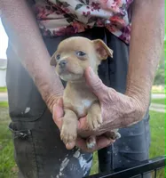 Future, a male Chihuahua for sale in West Plains, MO – 6 of 9