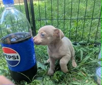 Someday, a male Chihuahua for sale in West Plains, MO – 2 of 5