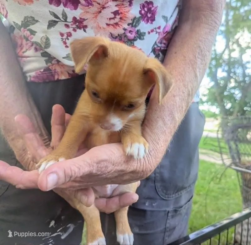 Heterochromia!! – Chihuahua puppy for sale in West Plains, MO