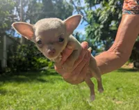 NotYet, a male Chihuahua for sale in West Plains, MO – 1 of 10
