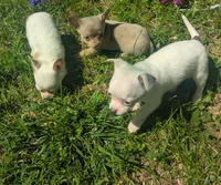 InTheFuture, a female Chihuahua for sale in West Plains, MO – 9 of 9