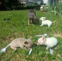 Up2You, a male Chihuahua for sale in West Plains, MO – 7 of 9