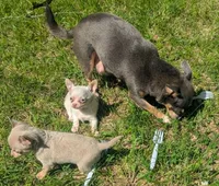 Up2You, a male Chihuahua for sale in West Plains, MO – 2 of 9