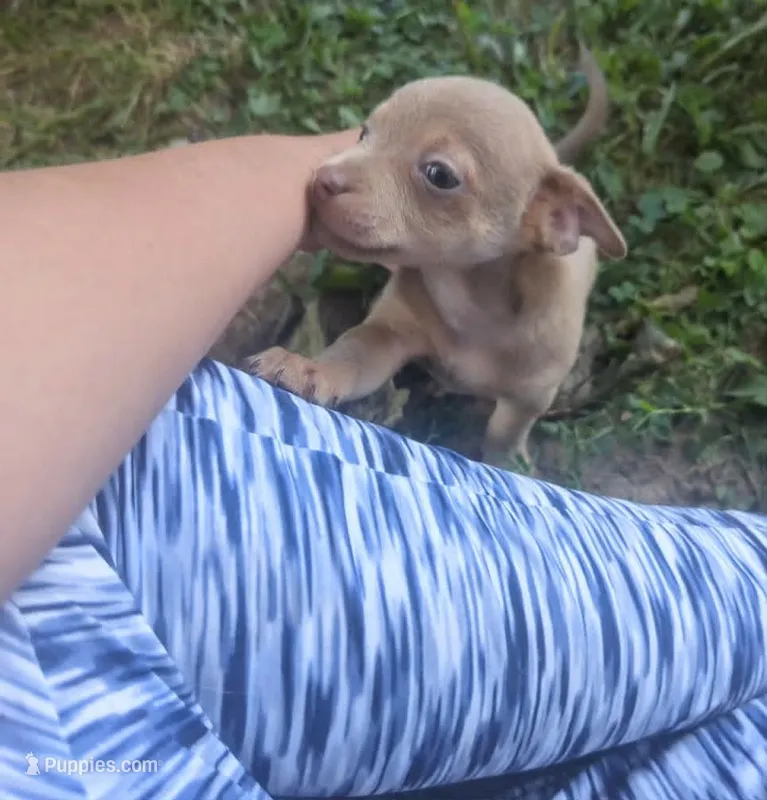 Someday – Chihuahua puppy for sale in West Plains, MO