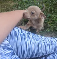 Someday, a male Chihuahua for sale in West Plains, MO – 4 of 10