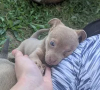 Someday, a male Chihuahua for sale in West Plains, MO – 6 of 10