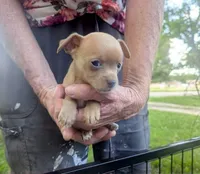 YouPick, a male Chihuahua for sale in West Plains, MO – 10 of 10