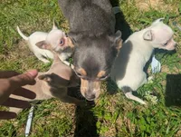 Up2You, a male Chihuahua for sale in West Plains, MO – 9 of 9
