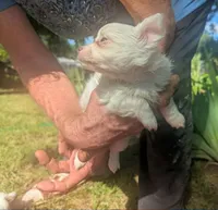 Long-hairedBeauty, a female Chihuahua for sale in West Plains, MO – 4 of 10