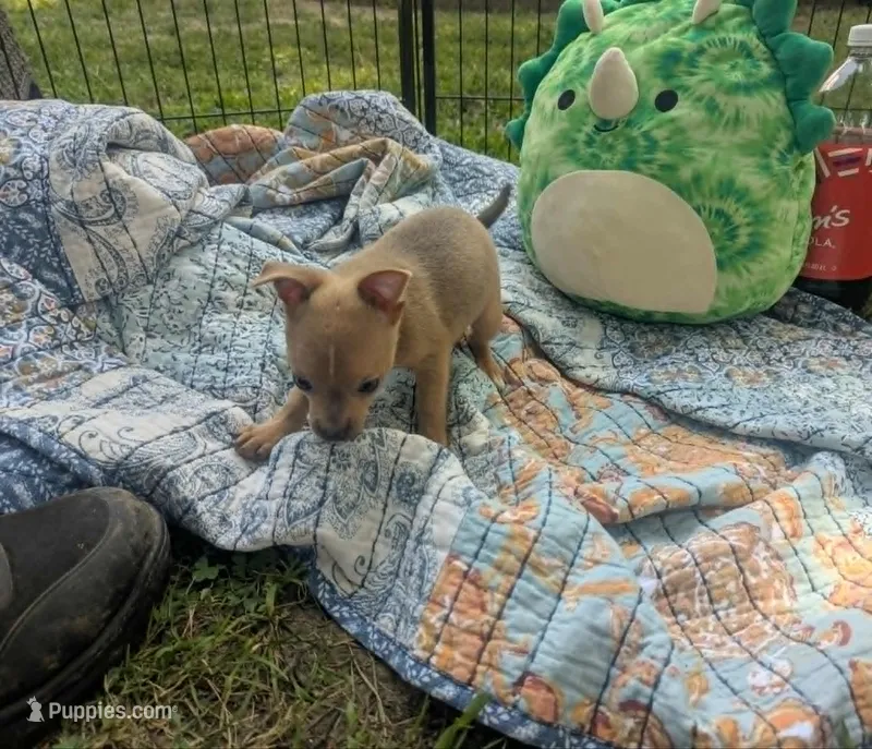 Future – Chihuahua puppy for sale in West Plains, MO