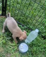 Someday, a male Chihuahua for sale in West Plains, MO – 5 of 5