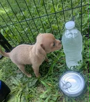 Future, a male Chihuahua for sale in West Plains, MO – 6 of 9
