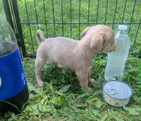 Someday, a male Chihuahua for sale in West Plains, MO – 4 of 5