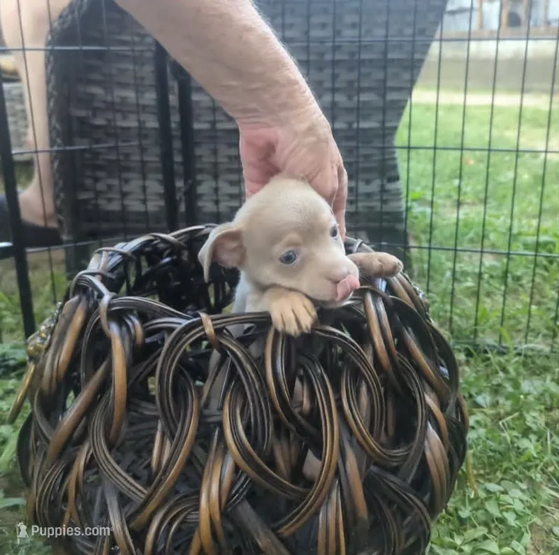 Someday, a male Chihuahua for sale in West Plains, MO – 1 of 10