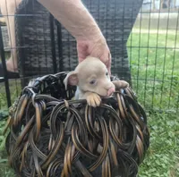Someday, a male Chihuahua for sale in West Plains, MO – 1 of 10