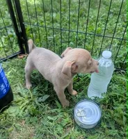 Someday, a male Chihuahua for sale in West Plains, MO – 3 of 5