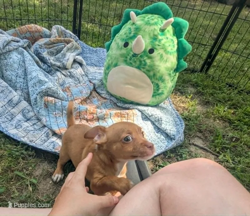 Heterochromia!! – Chihuahua puppy for sale in West Plains, MO