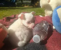 Long-hairedGirlie, a female Chihuahua for sale in West Plains, MO – 2 of 10