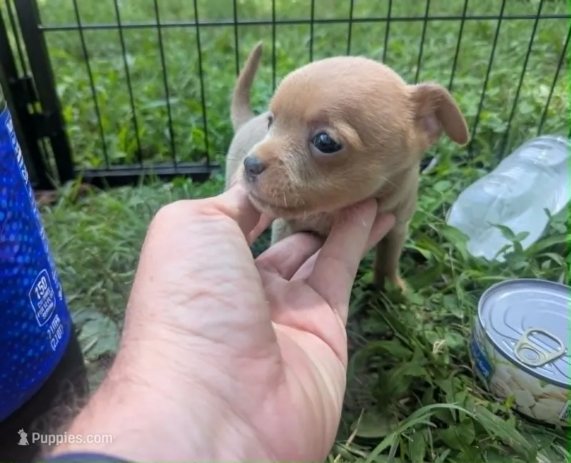 YouPick – Chihuahua puppy for sale in West Plains, MO