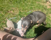 InTheFuture, a female Chihuahua for sale in West Plains, MO – 3 of 9