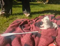 ALittleBit, a female Chihuahua for sale in West Plains, MO – 2 of 10