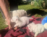 Long-hairedBeauty, a female Chihuahua for sale in West Plains, MO – 2 of 10