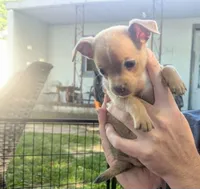 Future, a male Chihuahua for sale in West Plains, MO – 3 of 9