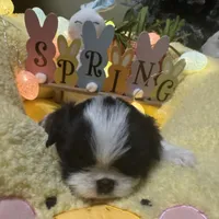 Buddah , a male Japanese Chin for sale in Spokane, WA – Photo 1 of 4