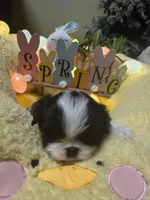 Buddah , a male Japanese Chin for sale in Spokane, WA – Photo 1 of 4