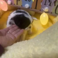 Buddah , a male Japanese Chin for sale in Spokane, WA – Photo 3 of 4