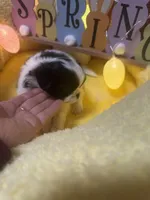 Buddah , a male Japanese Chin for sale in Spokane, WA – Photo 3 of 4