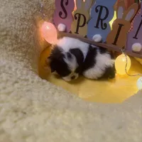 Buddah , a male Japanese Chin for sale in Spokane, WA – Photo 4 of 4