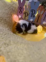 Buddah , a male Japanese Chin for sale in Spokane, WA – Photo 4 of 4