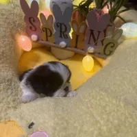 Buddah , a male Japanese Chin for sale in Spokane, WA – Photo 2 of 4