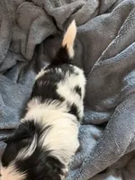 Rocky, a male Japanese Chin for sale in Spokane, WA – 5 of 5