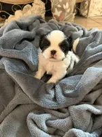 Rocky, a male Japanese Chin for sale in Spokane, WA – 4 of 5