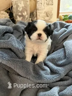 Rocky – Japanese Chin puppy for sale in Spokane, WA