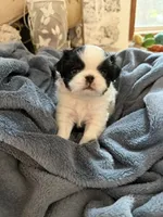 Rocky, a male Japanese Chin for sale in Spokane, WA – 1 of 5