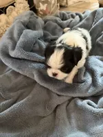 Rocky, a male Japanese Chin for sale in Spokane, WA – 2 of 5